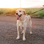 Golden Lab walking on leash